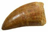 Serrated Carcharodontosaurus Tooth - Real Dinosaur Tooth #351651-1
